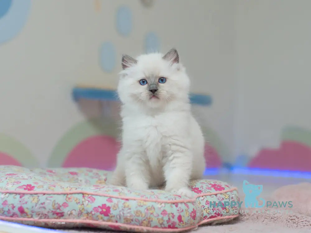 Tate Ragdoll male blue mitted live animals