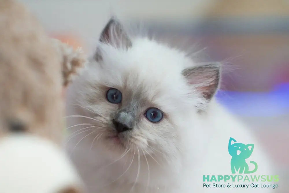 Tate Ragdoll male blue mitted live animals