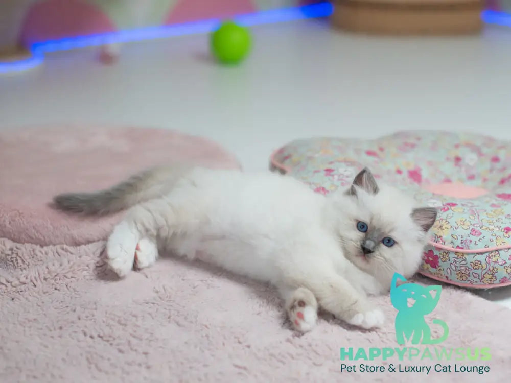 Tate Ragdoll male blue mitted live animals