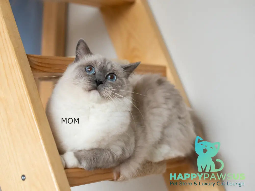 Tate Ragdoll male blue mitted live animals