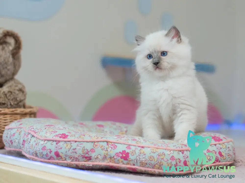 Tate Ragdoll male blue mitted live animals