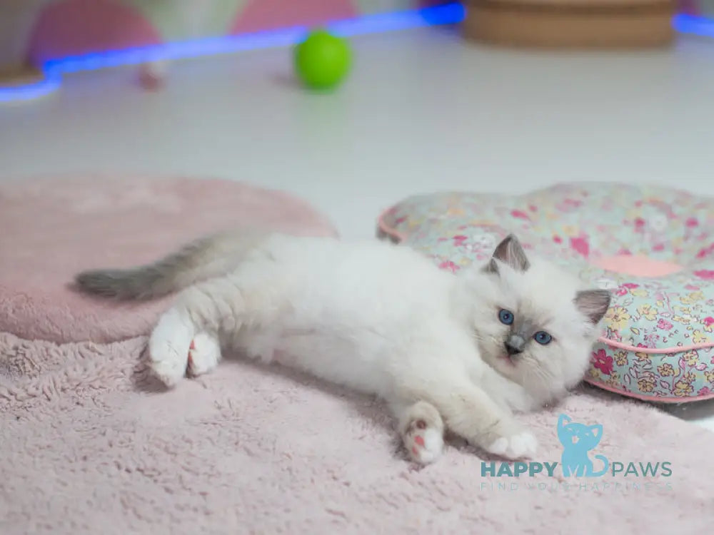Tate Ragdoll male blue mitted live animals