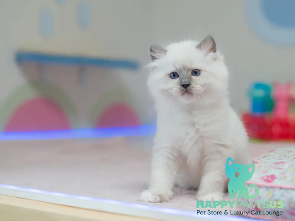 Tate Ragdoll male blue mitted live animals