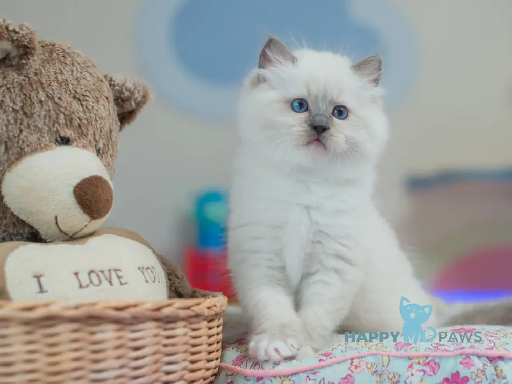 Tate Ragdoll male blue mitted live animals
