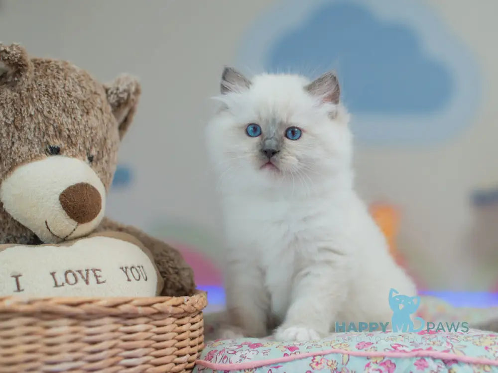 Tate Ragdoll male blue mitted live animals