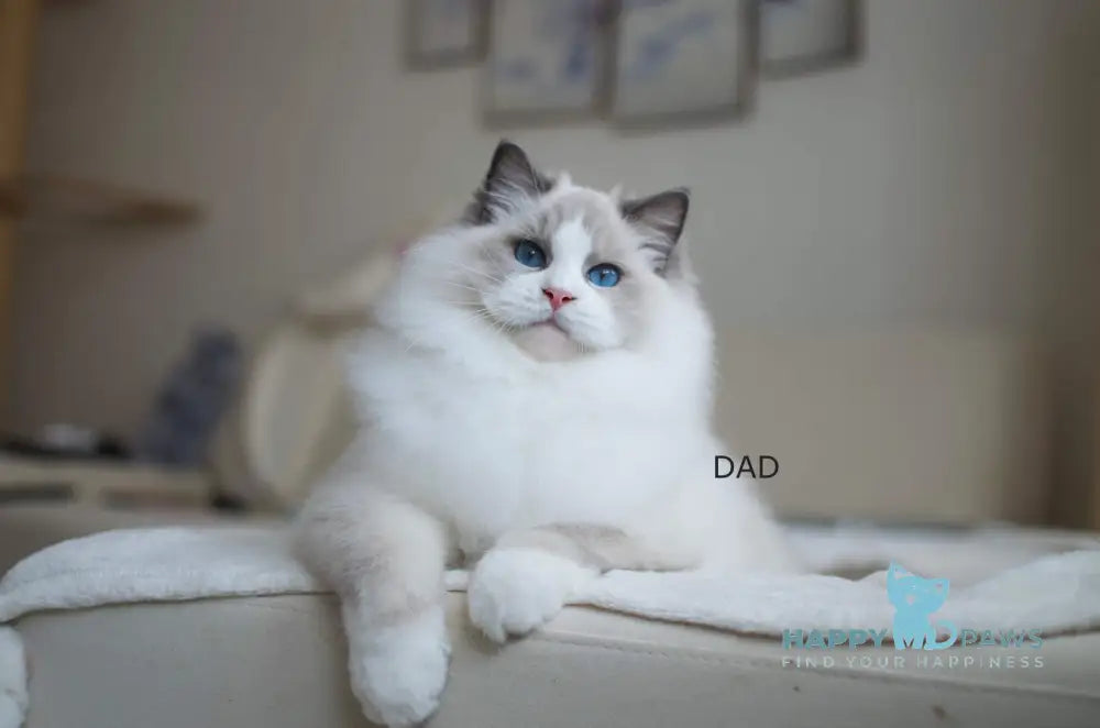Tate Ragdoll male blue mitted live animals