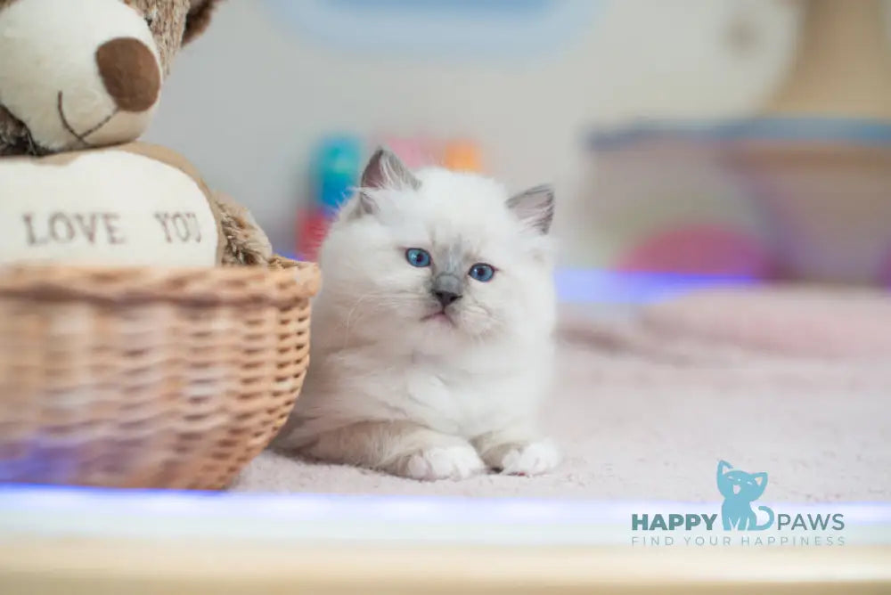 Tate Ragdoll male blue mitted live animals