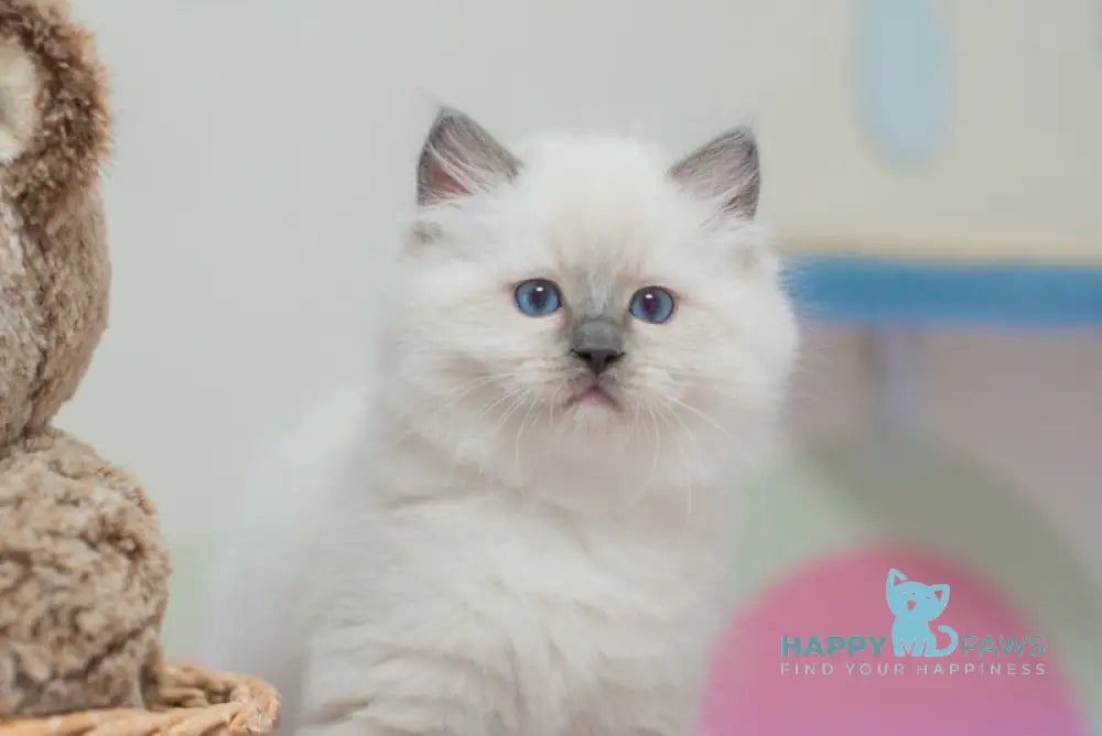 Tate Ragdoll male blue mitted live animals