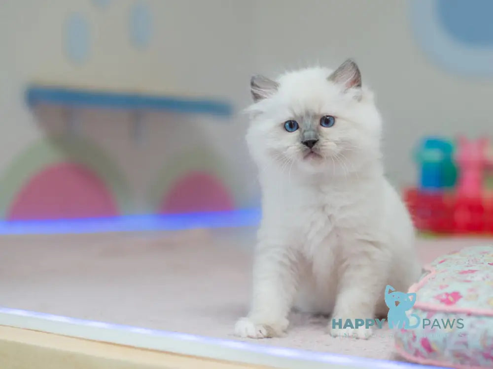 Tate Ragdoll male blue mitted live animals