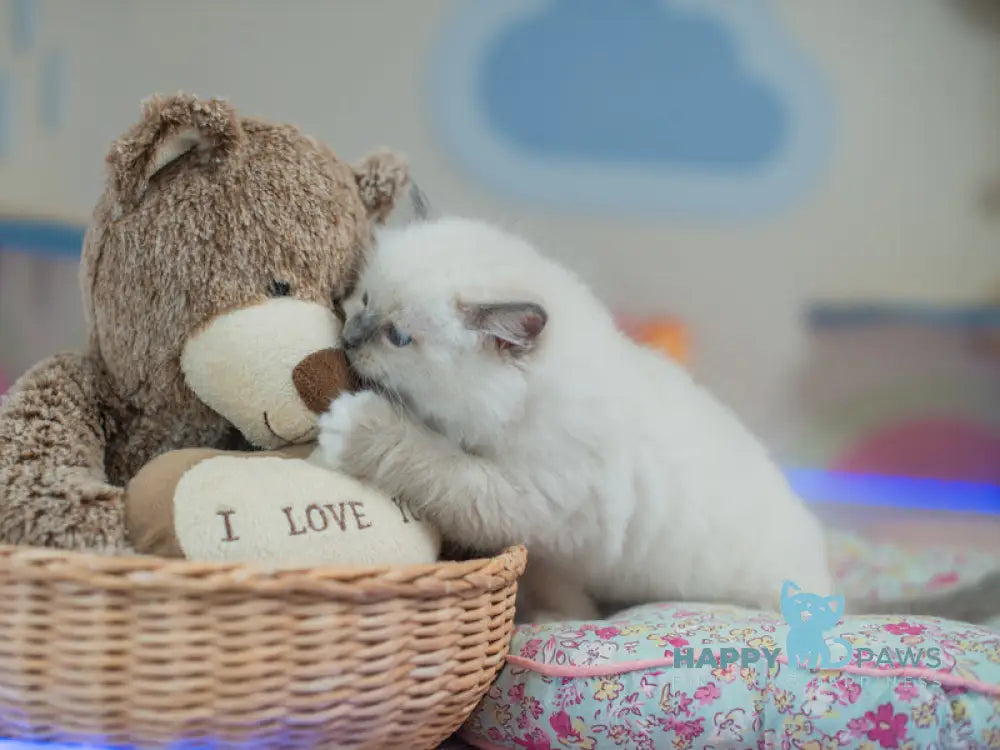Tate Ragdoll male blue mitted live animals