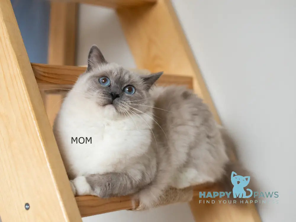 Tate Ragdoll male blue mitted live animals