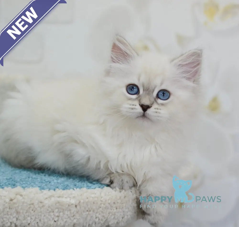 Tatusha Siberian female blue tabby pointed live animals