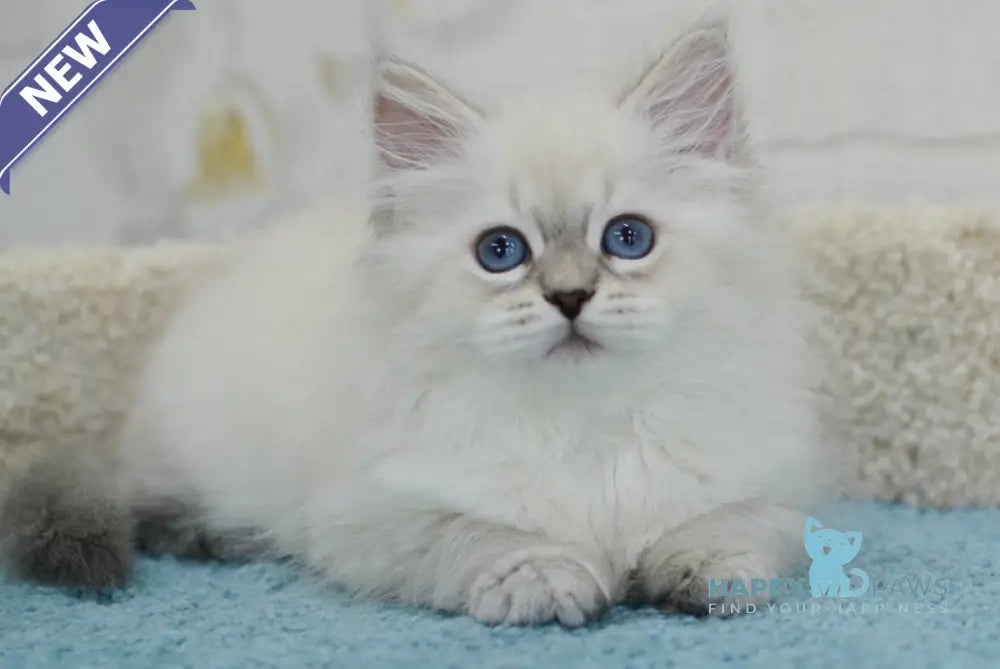 Tatusha Siberian female blue tabby pointed live animals