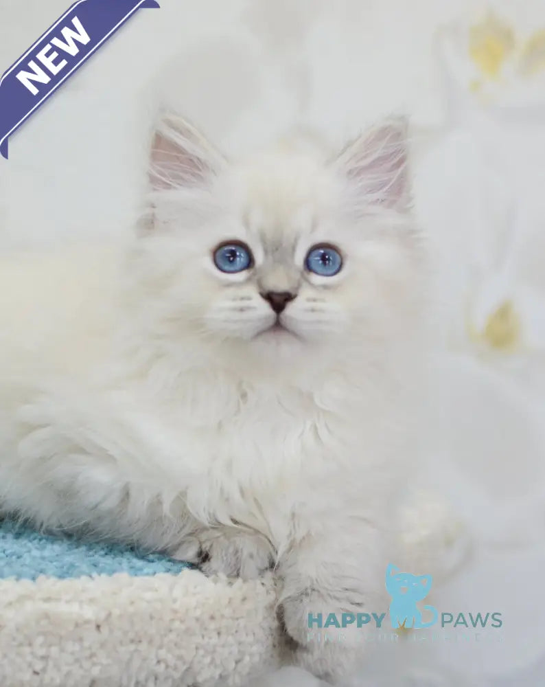 Tatusha Siberian female blue tabby pointed live animals