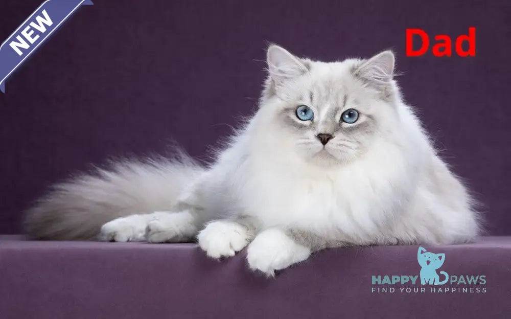 Tatusha Siberian female blue tabby pointed live animals