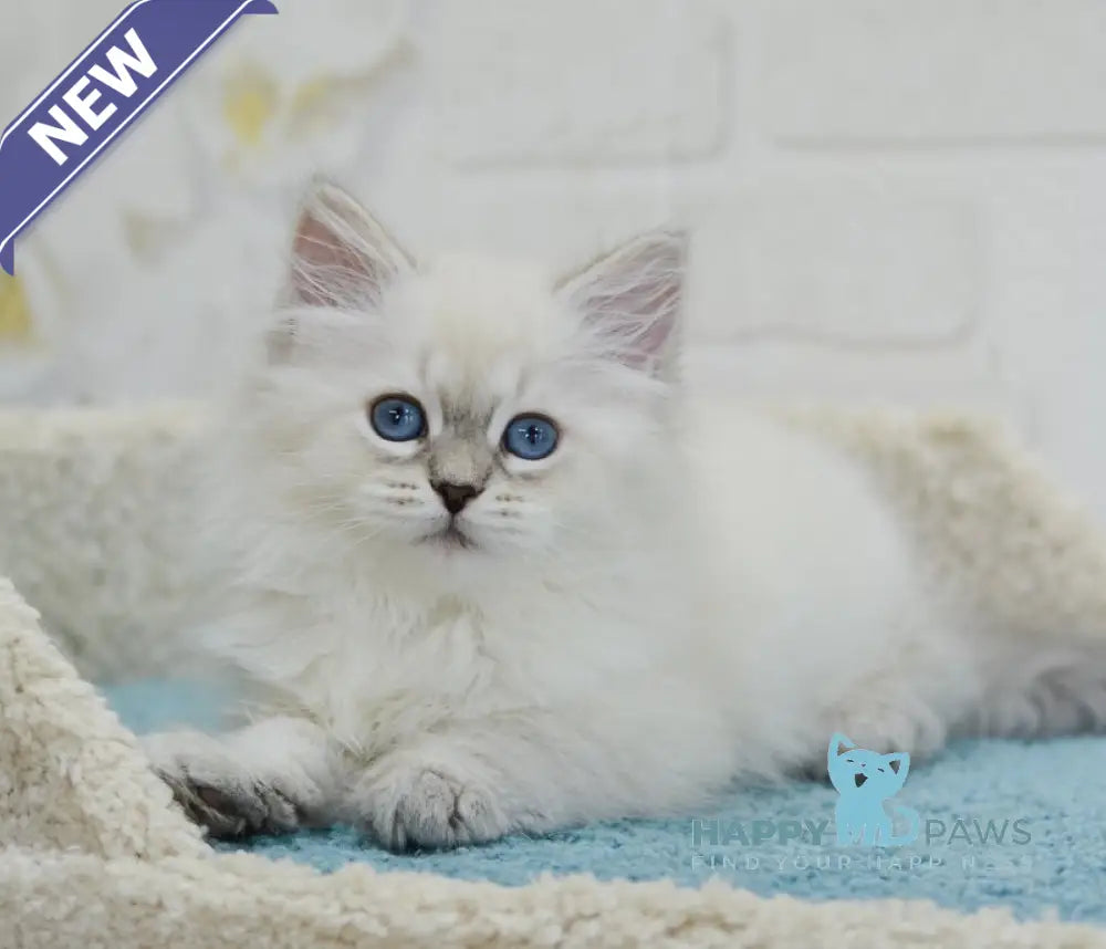 Tatusha Siberian female blue tabby pointed live animals