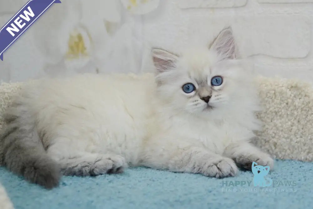 Tatusha Siberian female blue tabby pointed live animals