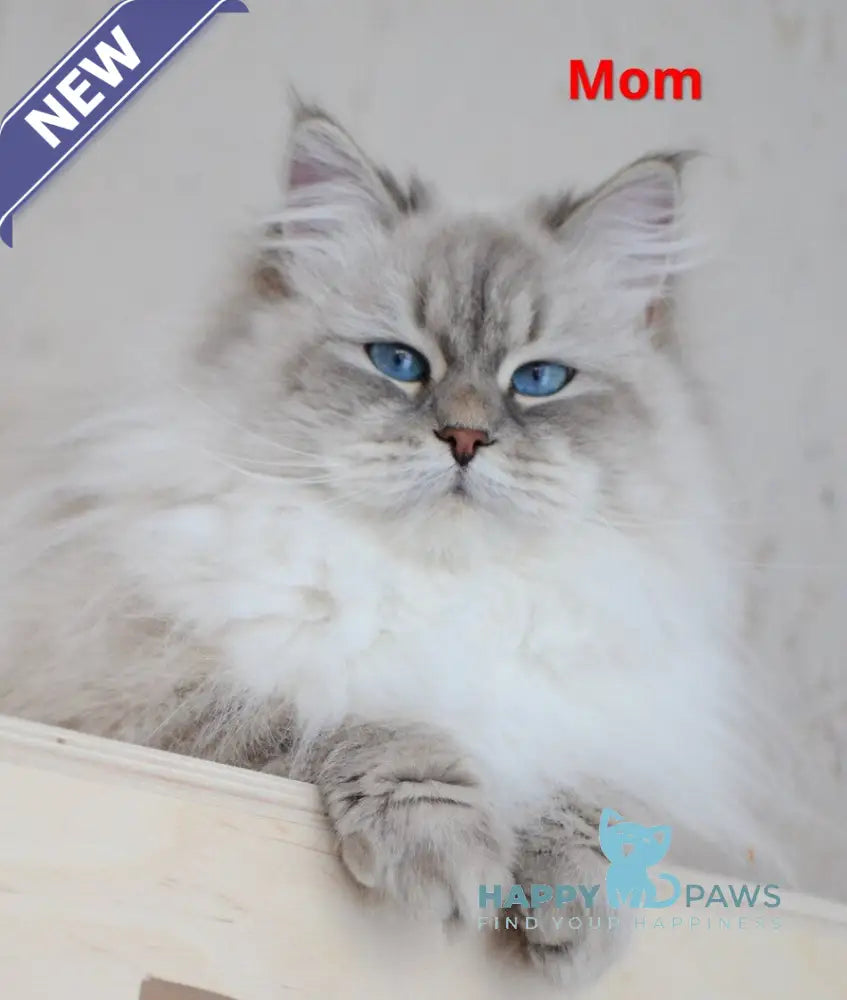 Tatusha Siberian female blue tabby pointed live animals