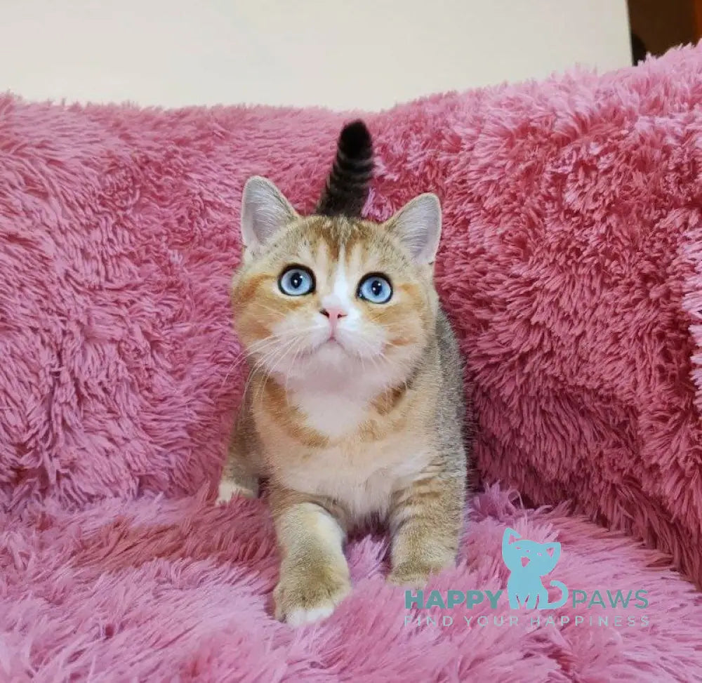 Tatysia British Shorthair female black golden ticked tabby with white live animals
