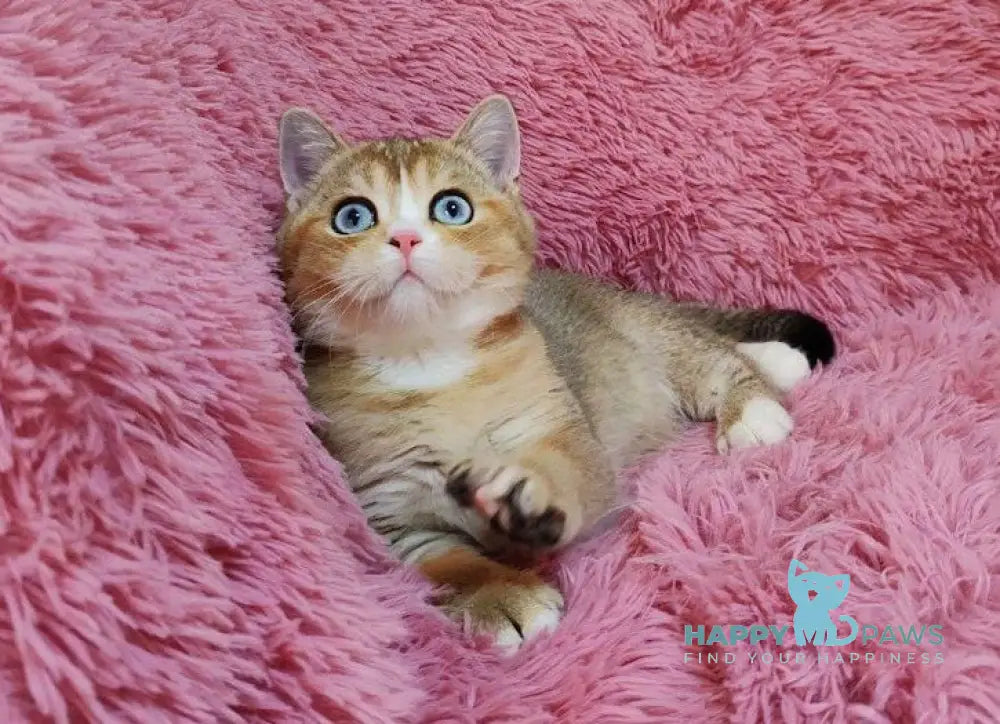 Tatysia British Shorthair female black golden ticked tabby with white live animals