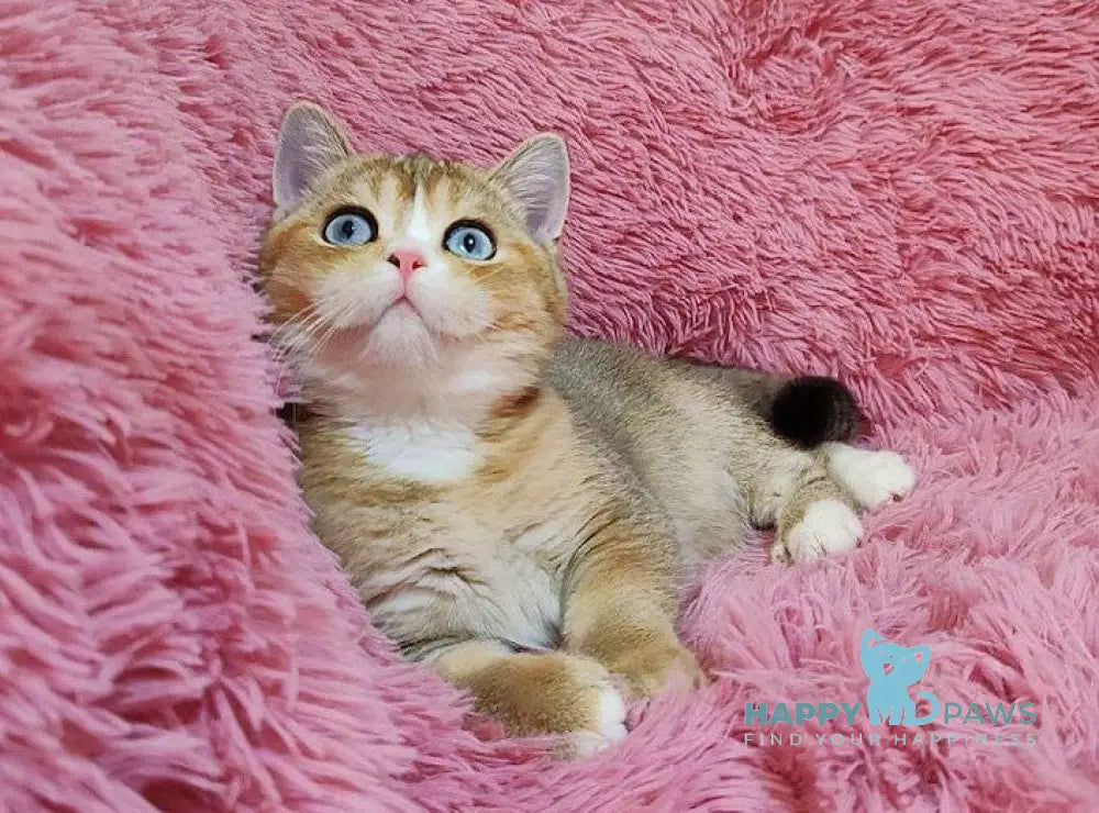 Tatysia British Shorthair female black golden ticked tabby with white live animals