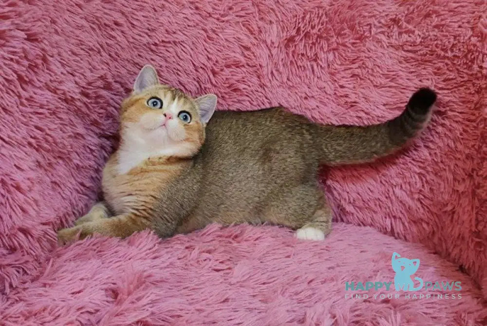 Tatysia British Shorthair female black golden ticked tabby with white live animals