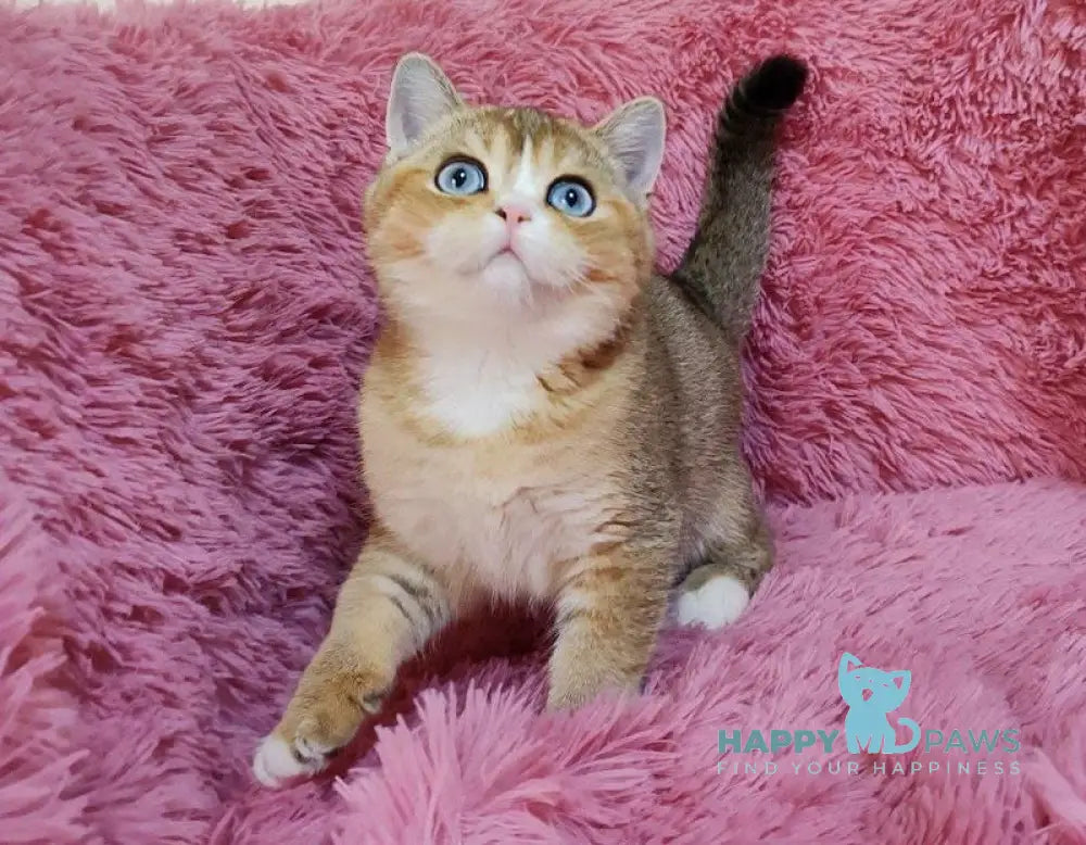 Tatysia British Shorthair female black golden ticked tabby with white live animals