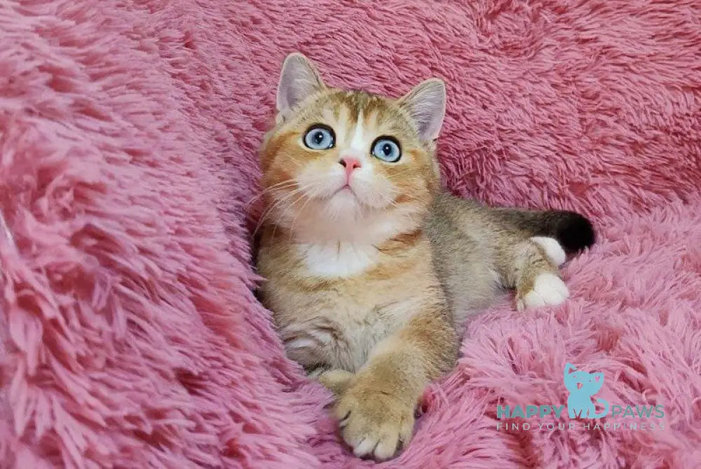 Tatysia British Shorthair female black golden ticked tabby with white live animals