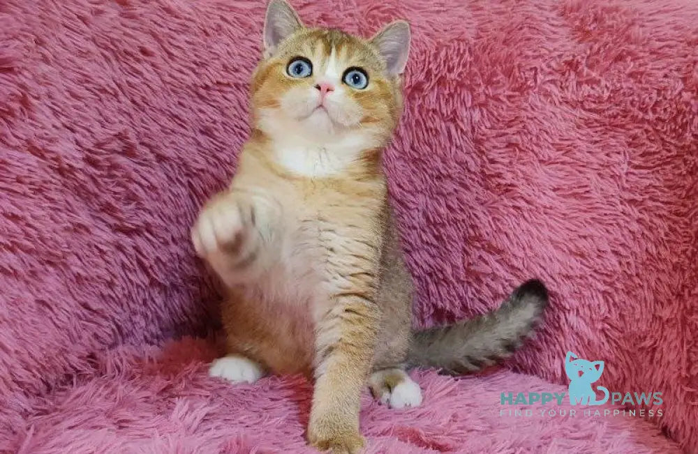 Tatysia British Shorthair female black golden ticked tabby with white live animals