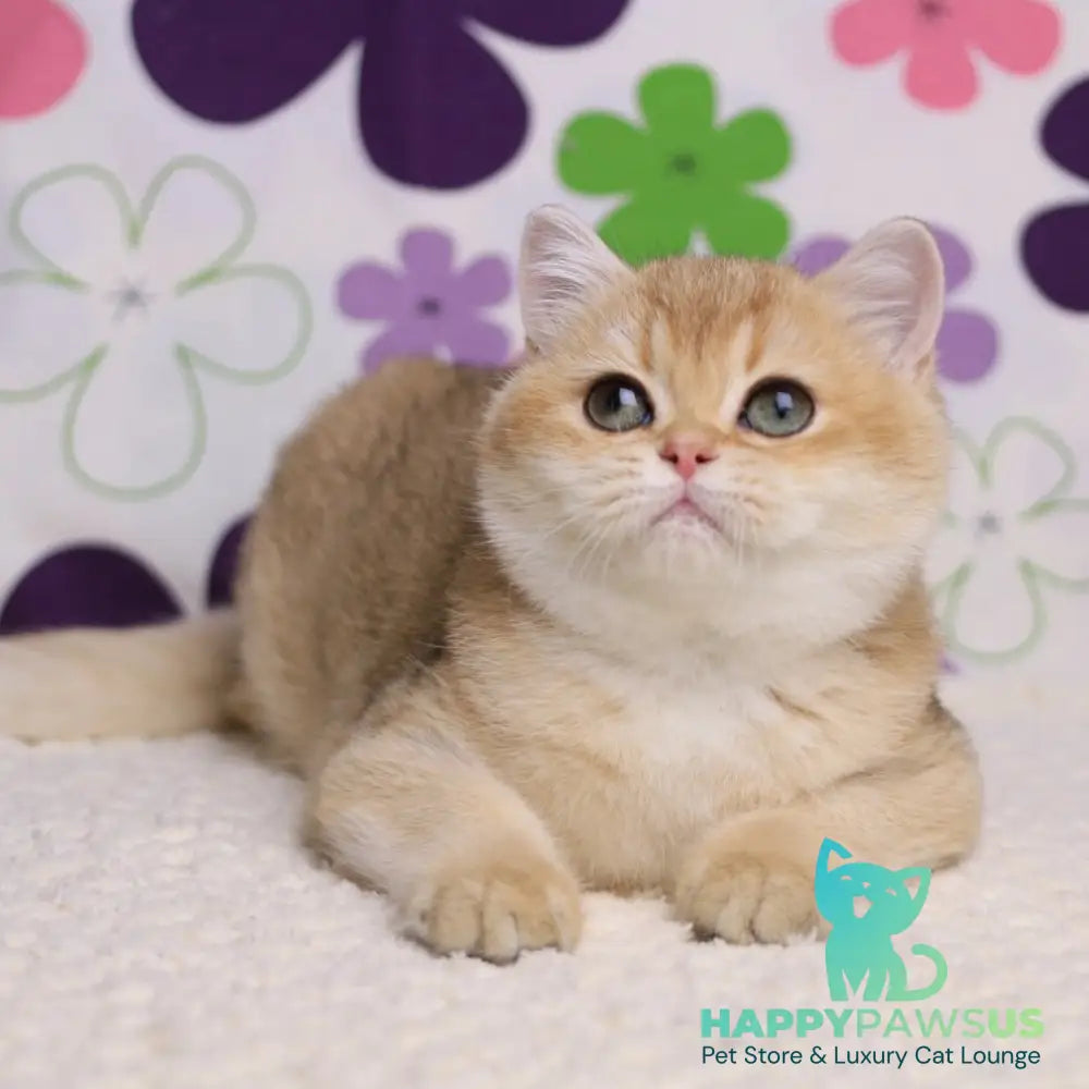 Taya British Shorthair female black golden shaded - live animals