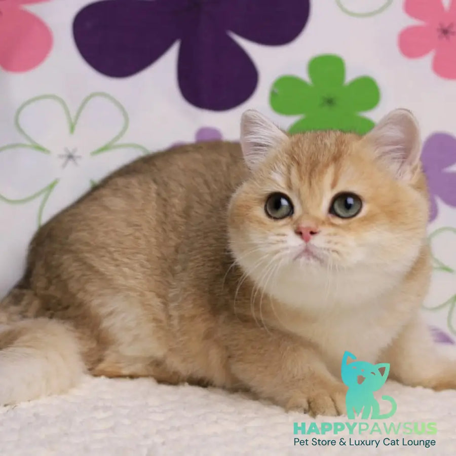Taya British Shorthair female black golden shaded - live animals