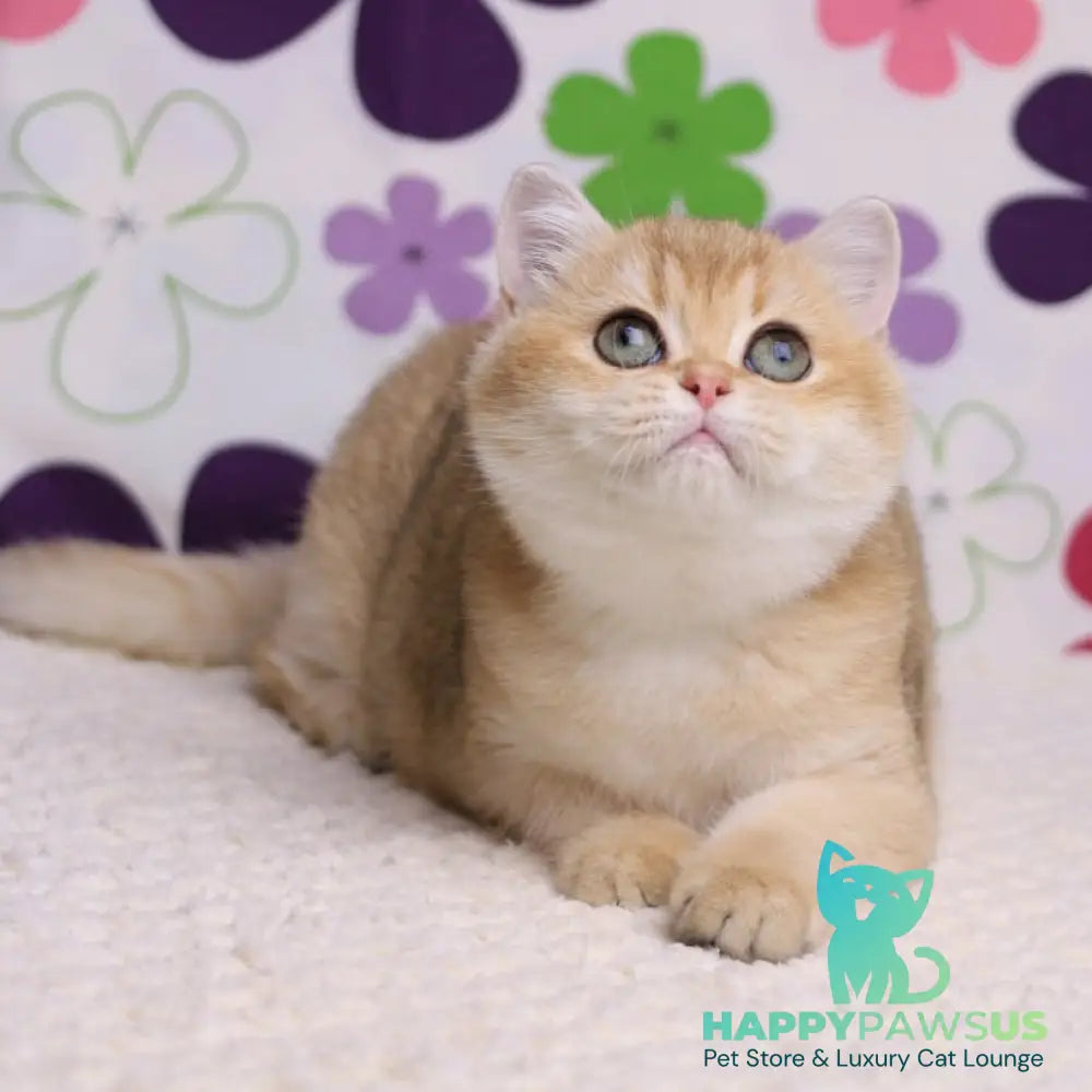 Taya British Shorthair female black golden shaded - live animals