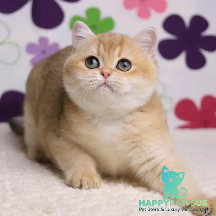 Taya British Shorthair female black golden shaded - live animals