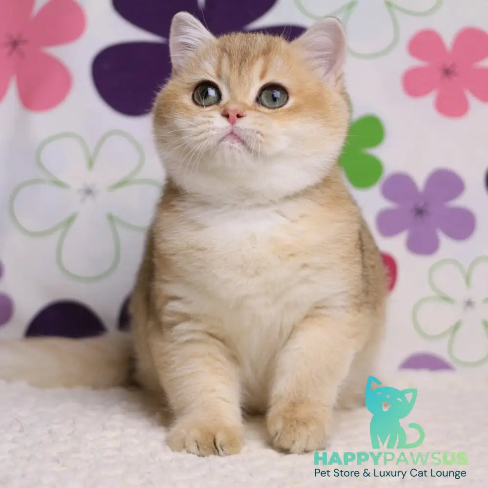 Taya British Shorthair female black golden shaded - live animals