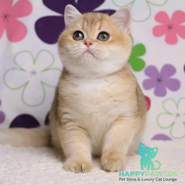 Taya British Shorthair female black golden shaded - live animals