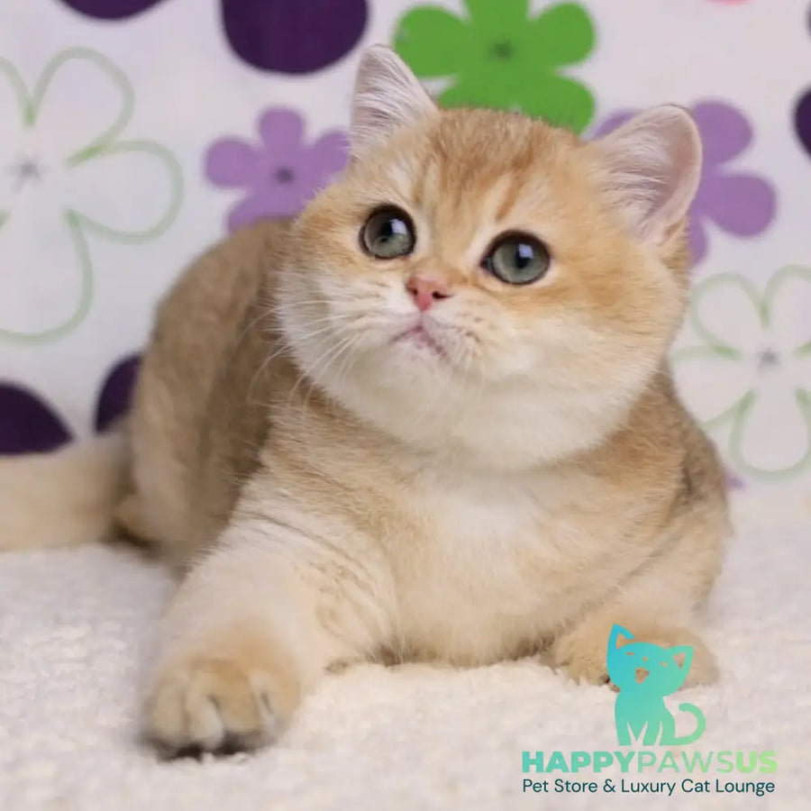 Taya British Shorthair female black golden shaded - live animals