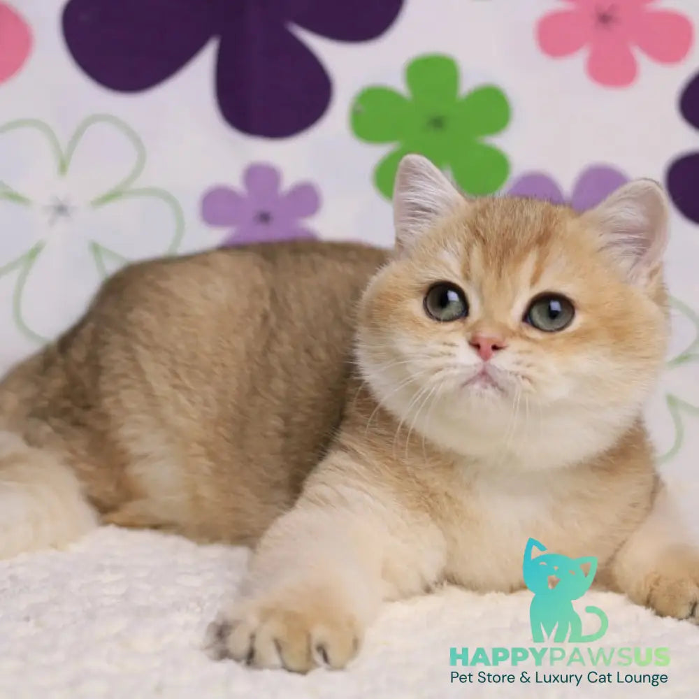 Taya British Shorthair female black golden shaded - live animals