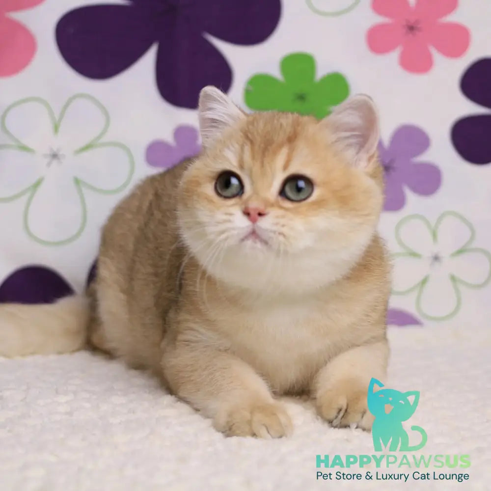 Taya British Shorthair female black golden shaded - live animals