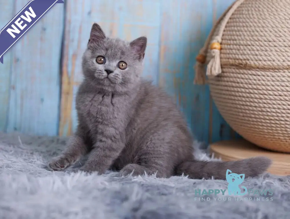 Taya British Shorthair female blue live animals