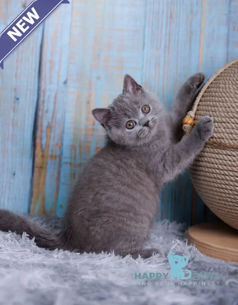 Taya British Shorthair female blue live animals