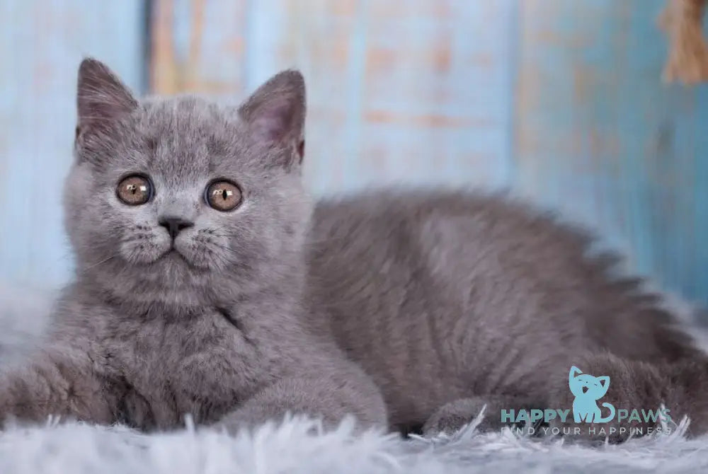 Taya British Shorthair female blue live animals
