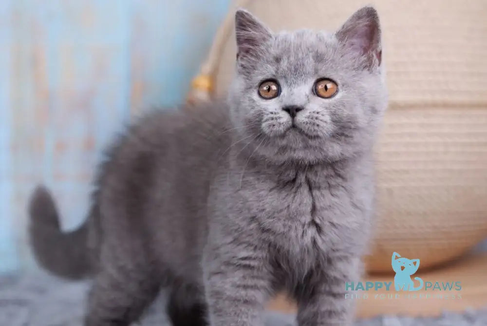 Taya British Shorthair female blue live animals