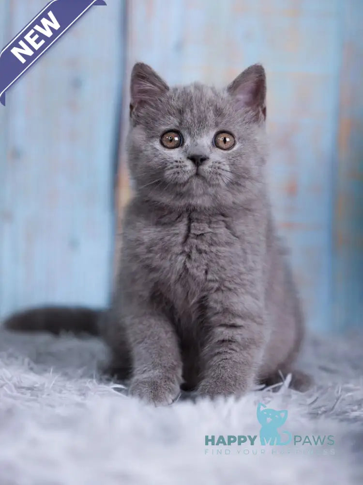 Taya British Shorthair female blue live animals
