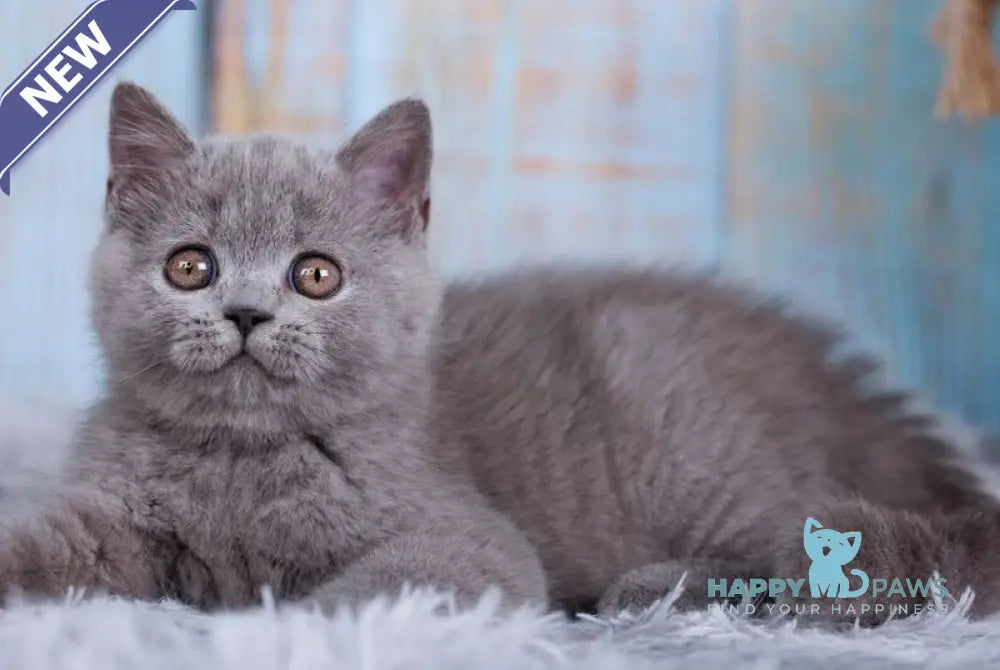 Taya British Shorthair female blue live animals
