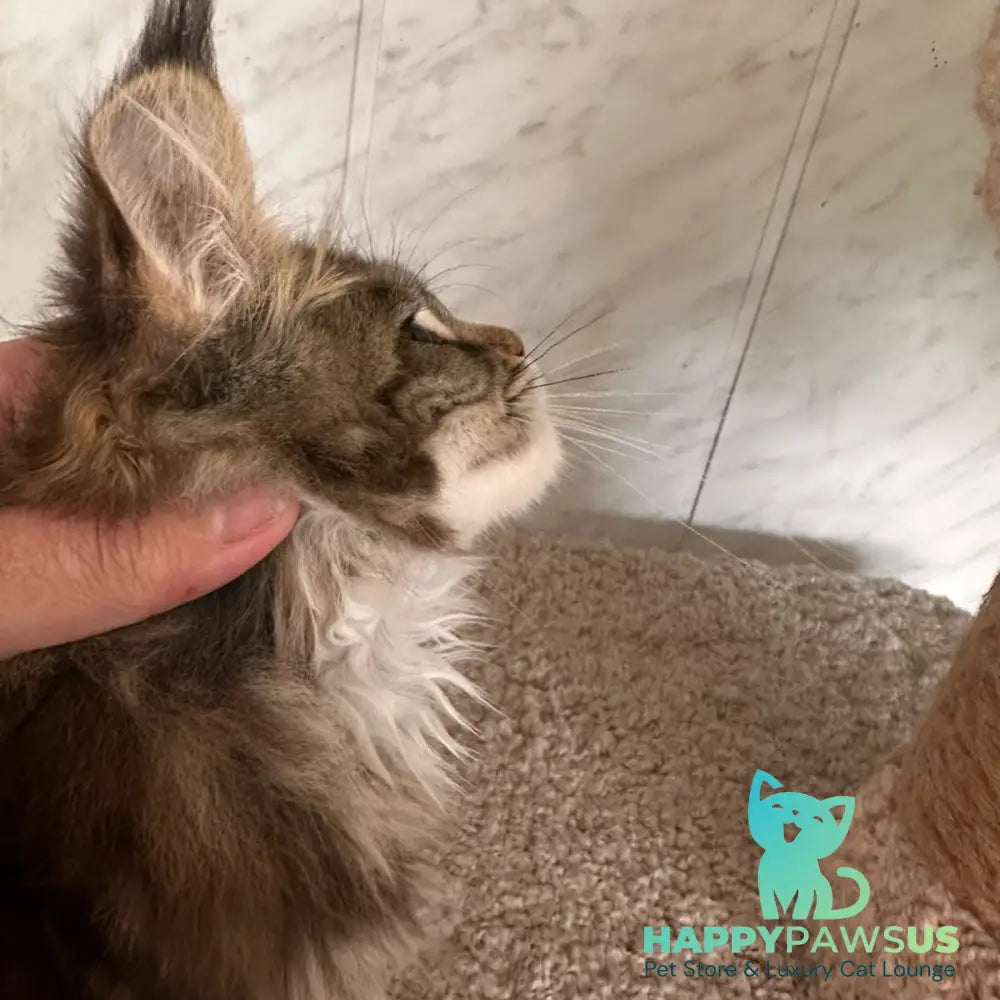 Taya Maine Coon female black tortie tabby - live animals