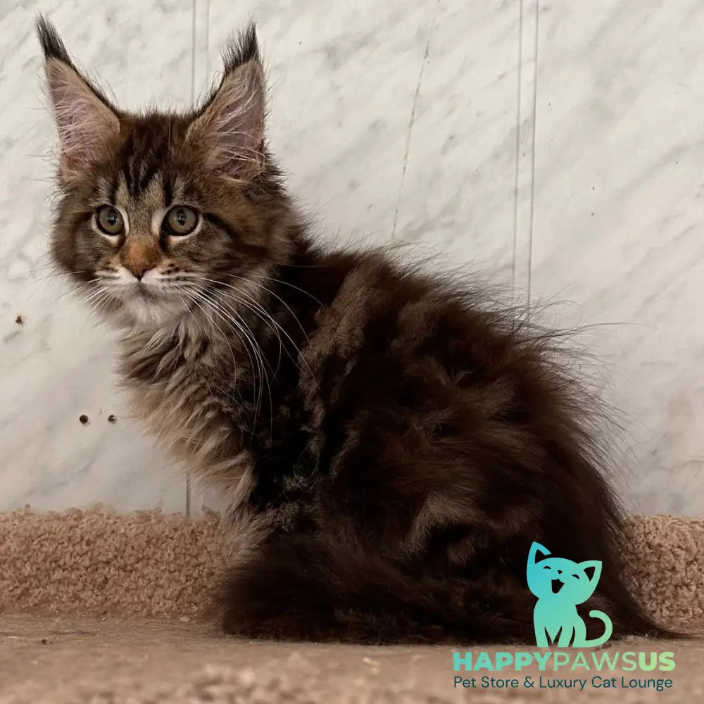 Taya Maine Coon female black tortie tabby - live animals