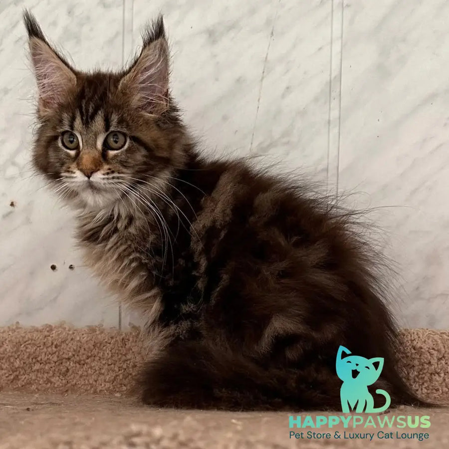 Taya Maine Coon female black tortie tabby - live animals