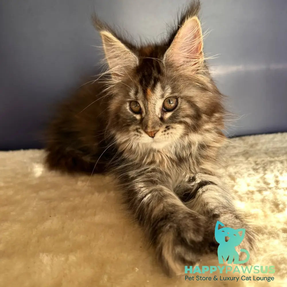 Taya Maine Coon female black tortie tabby - live animals