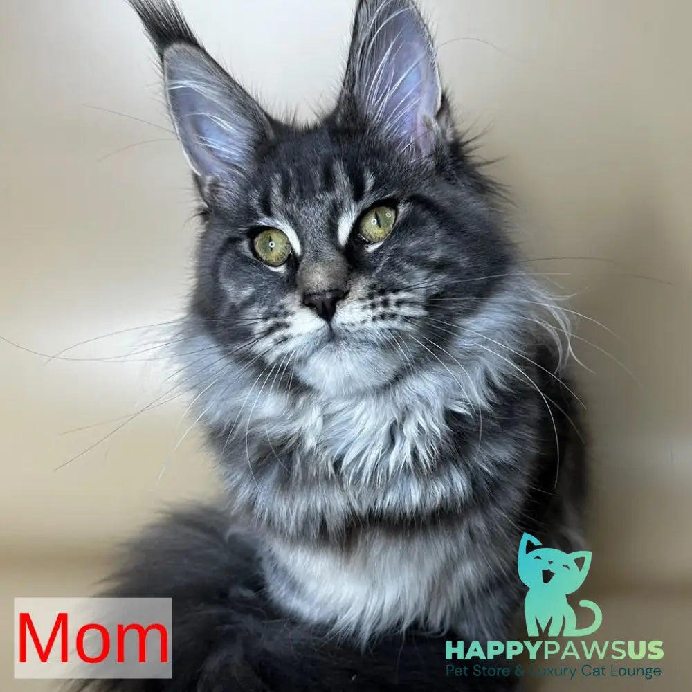 Taya Maine Coon female black tortie tabby - live animals