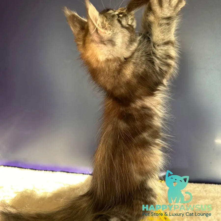 Taya Maine Coon female black tortie tabby - live animals